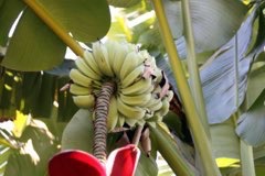 Musa balbisiana Plantain, Plantain Banana